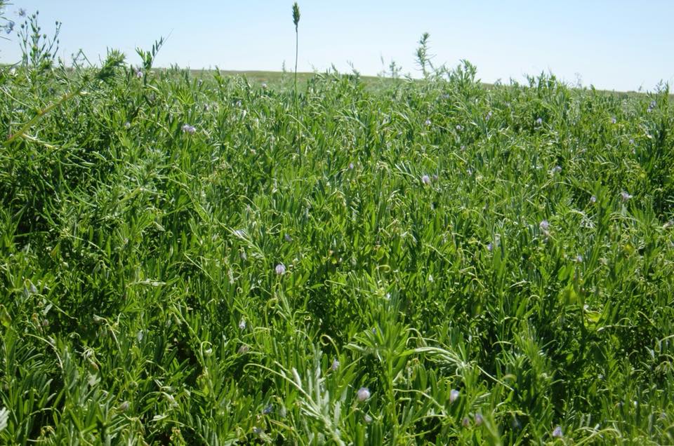 Vilicus Farms' field with pulses.
