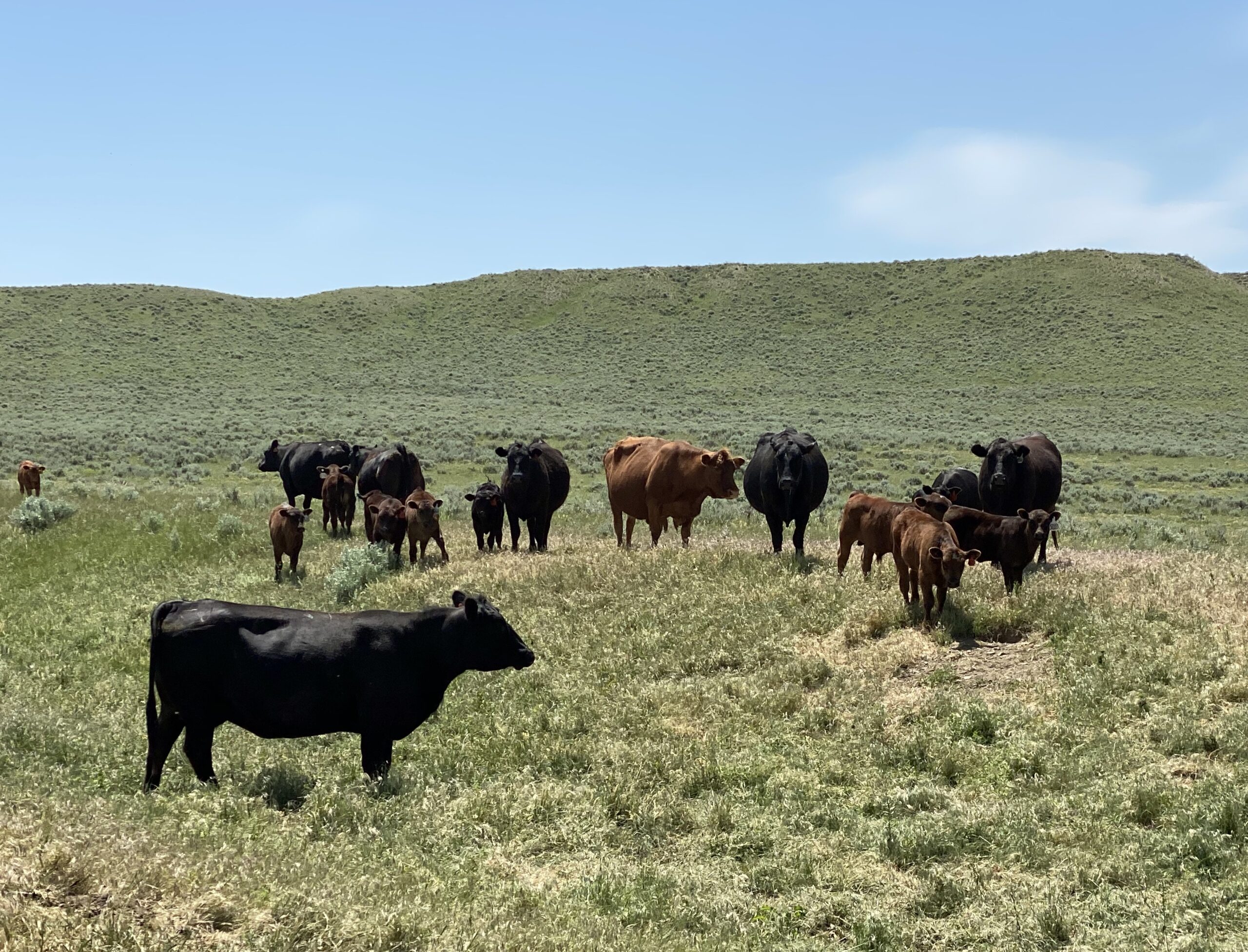 Certified organic grassfed cattle, Aspen Island Ranch, Lavina, MT. Photo Credit: Jamie Lockman