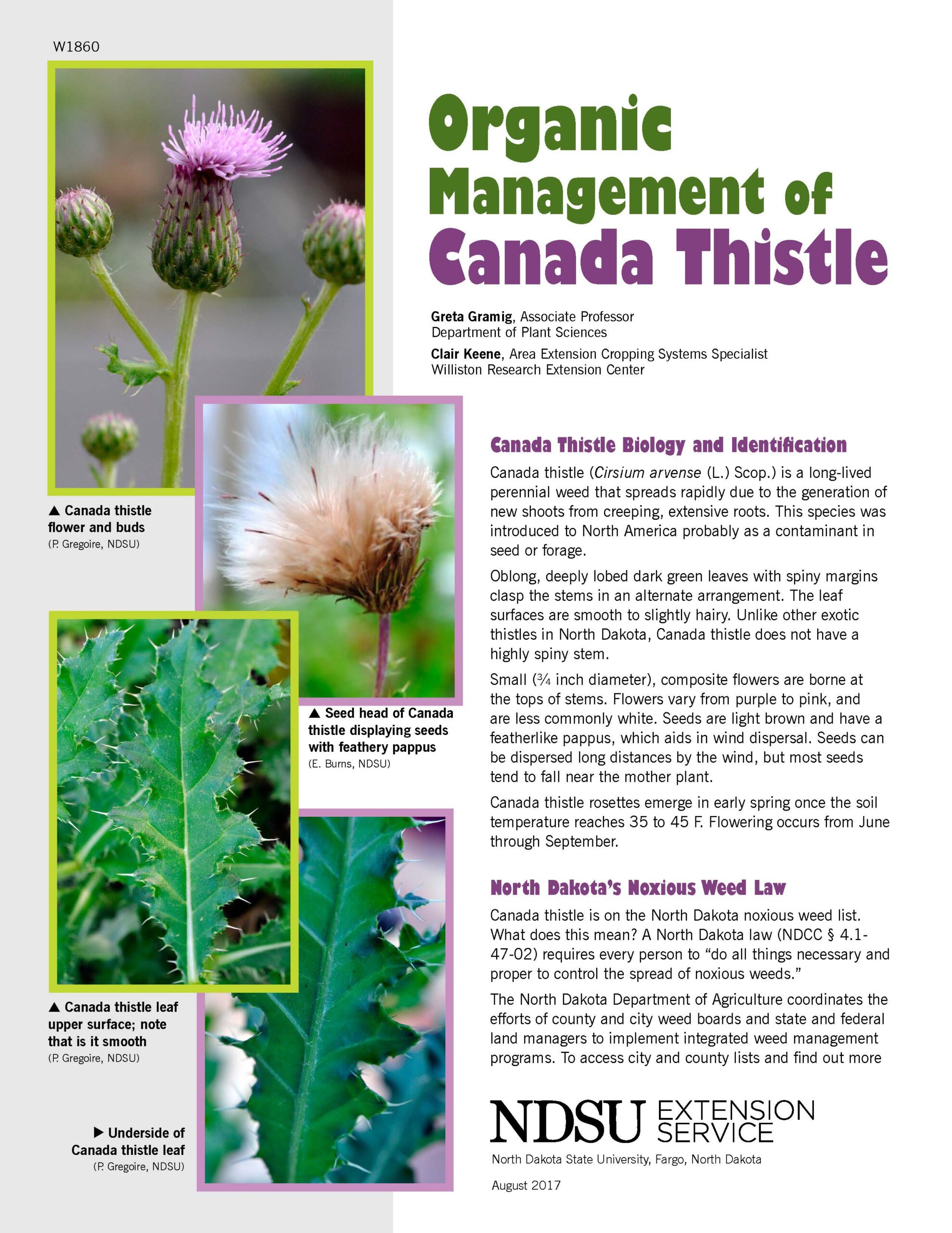 canada thistle_Page_1